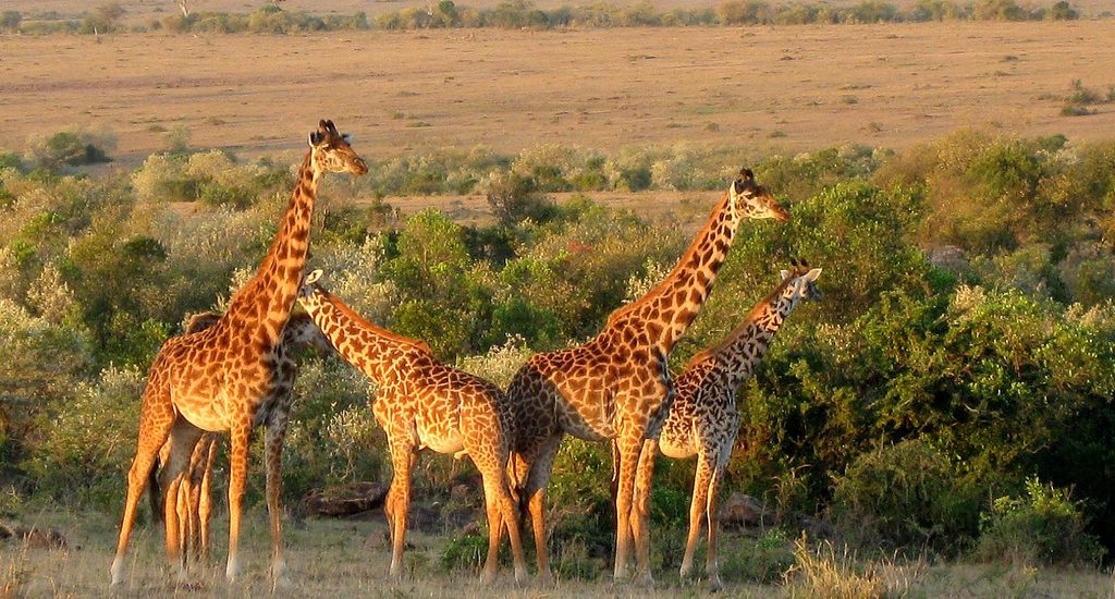 See the World in Extraordinary Ways: Volunteering on Safari 3213958192 7b91e54e12 b 1024x550 - See the World in Extraordinary Ways: Volunteering on Safari